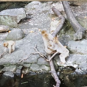 Barbary macaque 1990s