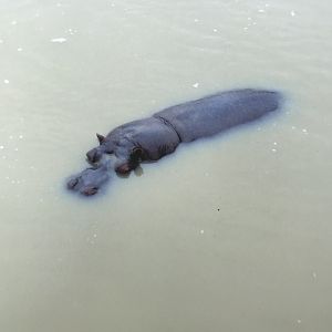 Hippo 2012