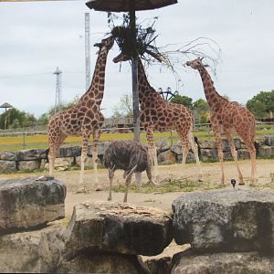 Giraffes and ostrich 2012