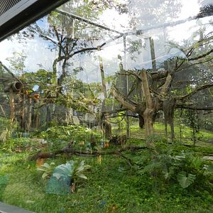 Golden-lion tamarin exhibit - BioParque do Rio