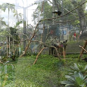 Black-fronted piping guan/Green-billed toucan/paca exhibit - BioParque do Rio