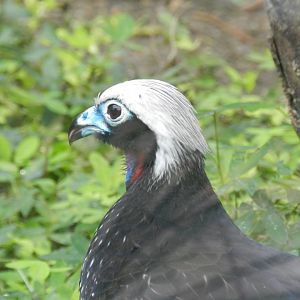 Black-fronted piping guan - BioParque do Rio