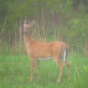 White-Tailed Deer Doe