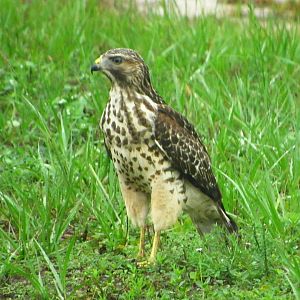 Red-Shouldered Hawk