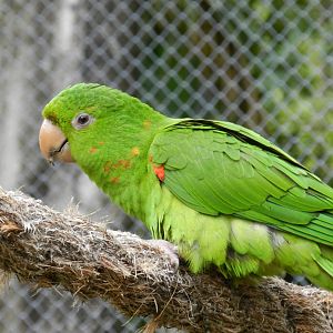 White-eyed conure - BioParque do Rio