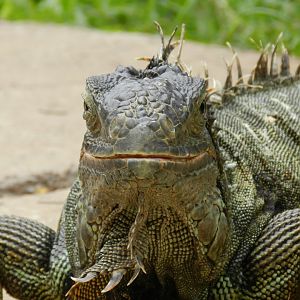 Green iguana - BioParque do Rio