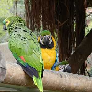 Amazon and macaws - BioParque do Rio