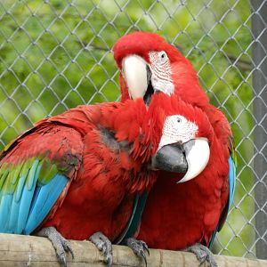 Dating macaws - BioParque do Rio