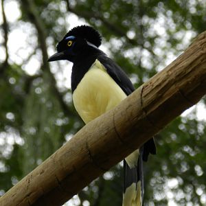 Plush-crested jay - BioParque do Rio