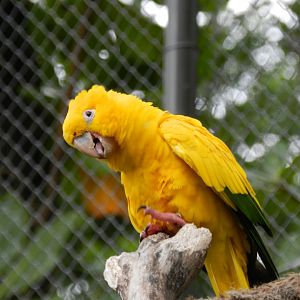 Golden conure - BioParque do Rio