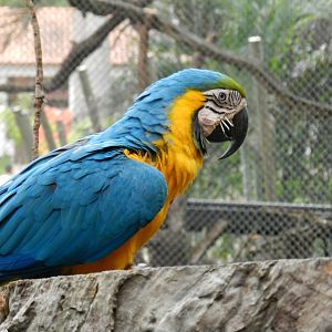 "Attacked" by a porcupine - BioParque do Rio