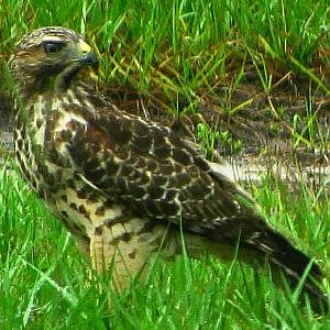 YouTube - Red-Shouldered Hawk