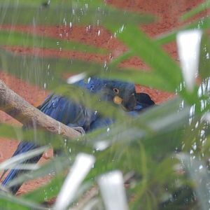 Lear's macaws - BioParque do Rio