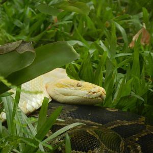Pythons - BioParque do Rio