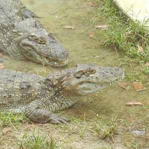 Broad-snouted caimans - BioParque do Rio