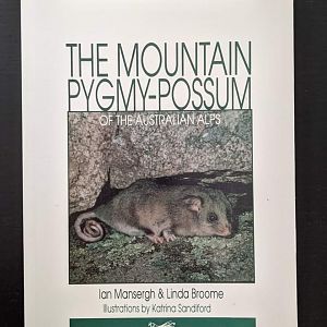 The Mountain Pygmy-Possum of the Australian Alps