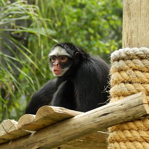 White-faced spider monkey - BioParque do Rio