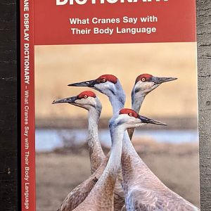 Sandhill Crane Display Dictionary