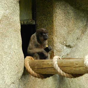 Wooly monkey - BioParque do Rio