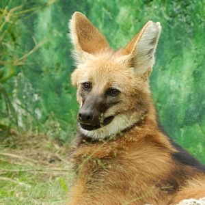 Maned wolf - BioParque do Rio