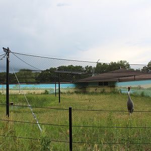 Sarus Crane Exhibit