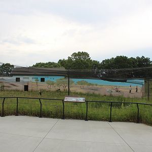 Black-Crowned Crane Exhibit