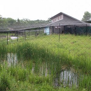 Demoiselle Crane Exhibit