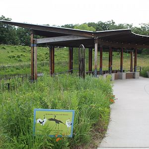 Wattled Crane Exhibit Viewing Area