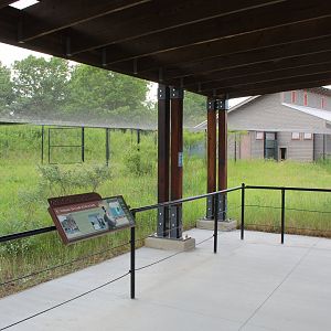 Grey Crowned Crane Exhibit