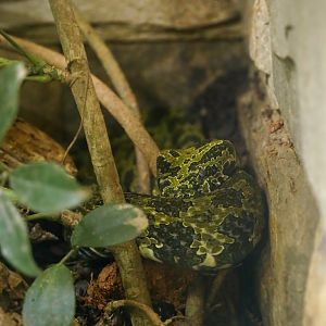 Mangshan pitviper
