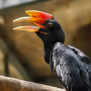 Rhinoceros hornbill