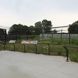 Eurasian Crane Exhibit