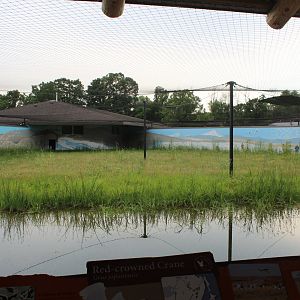 Red Crowned Crane Exhibit