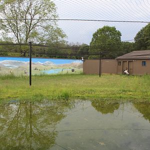 Black Necked Crane Exhibit