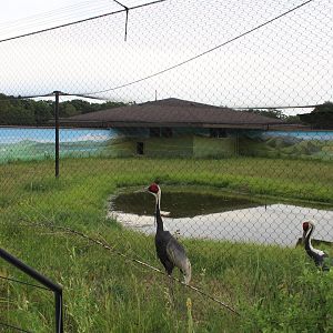 White Naped Crane Exhibit