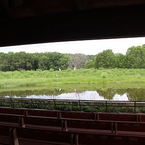 Whooping Crane Exhibit