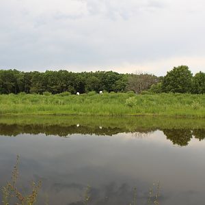 Whooping Crane Exhibit