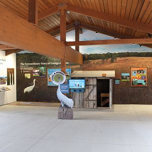 Whooping Crane Display