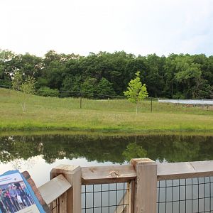 Siberian Crane Exhibit