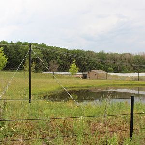 Siberian Crane Exhibit