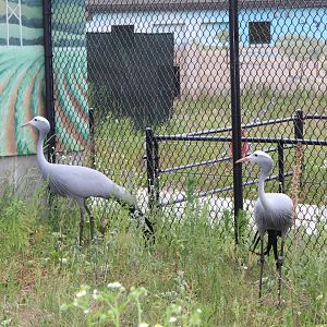 Blue Cranes