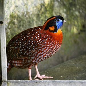 Temminck's tragopan