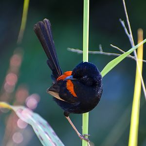 Red-backed Fairywren (Malurus melanocephalus)