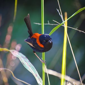 Red-backed Fairywren (Malurus melanocephalus)