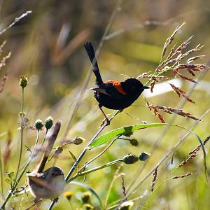 Red-backed Fairywrens (Malurus melanocephalus)