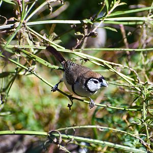 Double-barred Finch (Taeniopygia bichenovii)