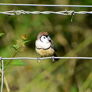 Double-barred Finch (Taeniopygia bichenovii)