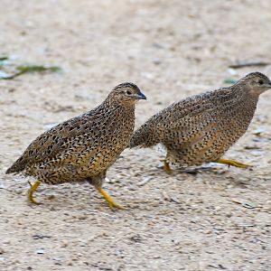 Brown Quails (Synoicus ypsilophorus)