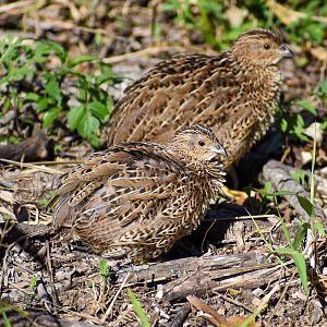 Brown Quails (Synoicus ypsilophorus)