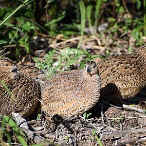 Brown Quails (Synoicus ypsilophorus)